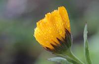 calendulainrain
