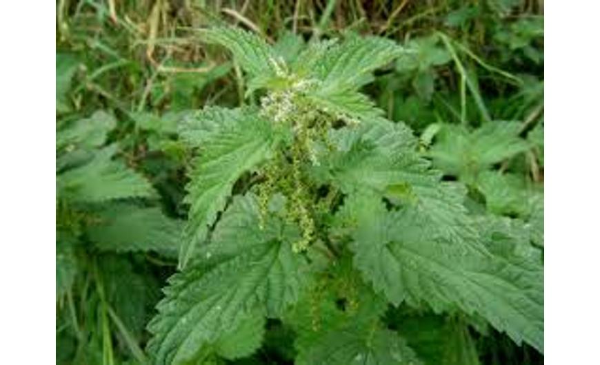 Csalán ( Urtica dioica )